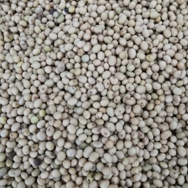 黄豆（各种农产品红白小豆，杂粮）