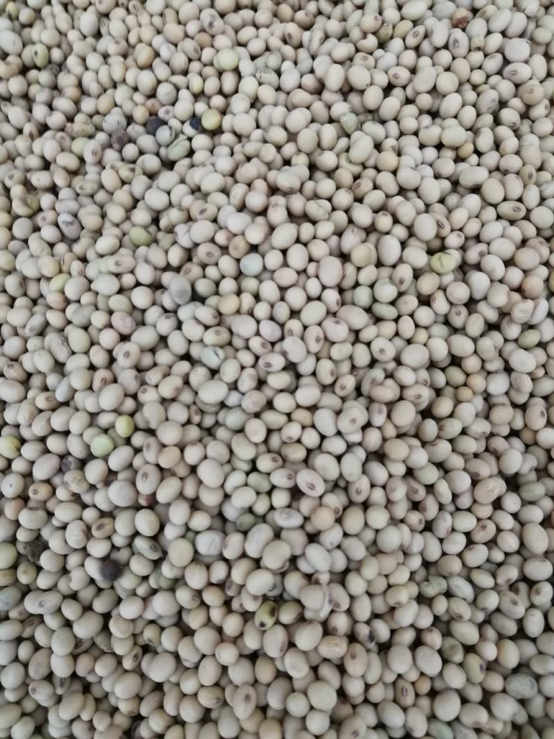 黄豆（各种农产品红白小豆，杂粮）