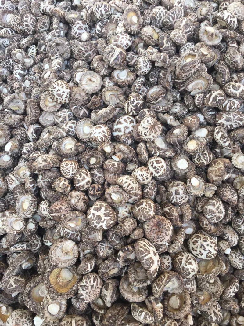 【有新货】花菇干货肉厚冬菇剪脚冬季花菇肉质肥美