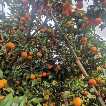 广西特产荔浦沙糖桔，易剥化渣