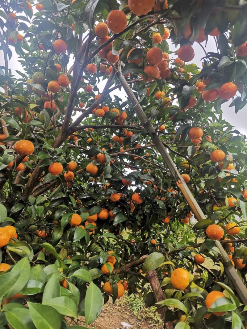 广西特产荔浦沙糖桔，易剥化渣