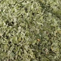 中药材相思叶有大货欢迎选购