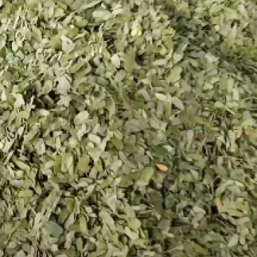 中药材相思叶有大货欢迎选购
