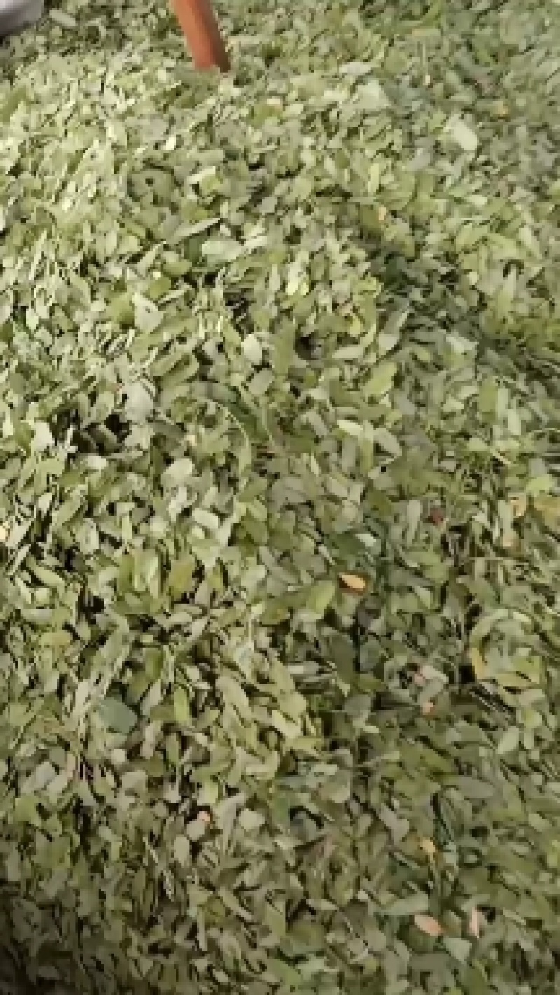 中药材相思叶有大货欢迎选购