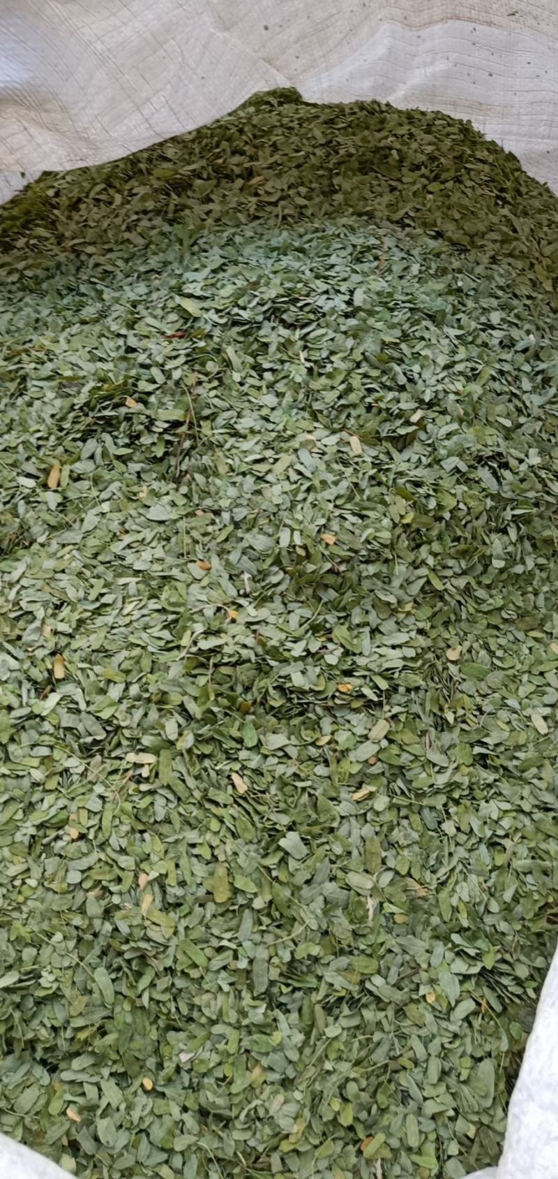 中药材相思叶有大货欢迎选购