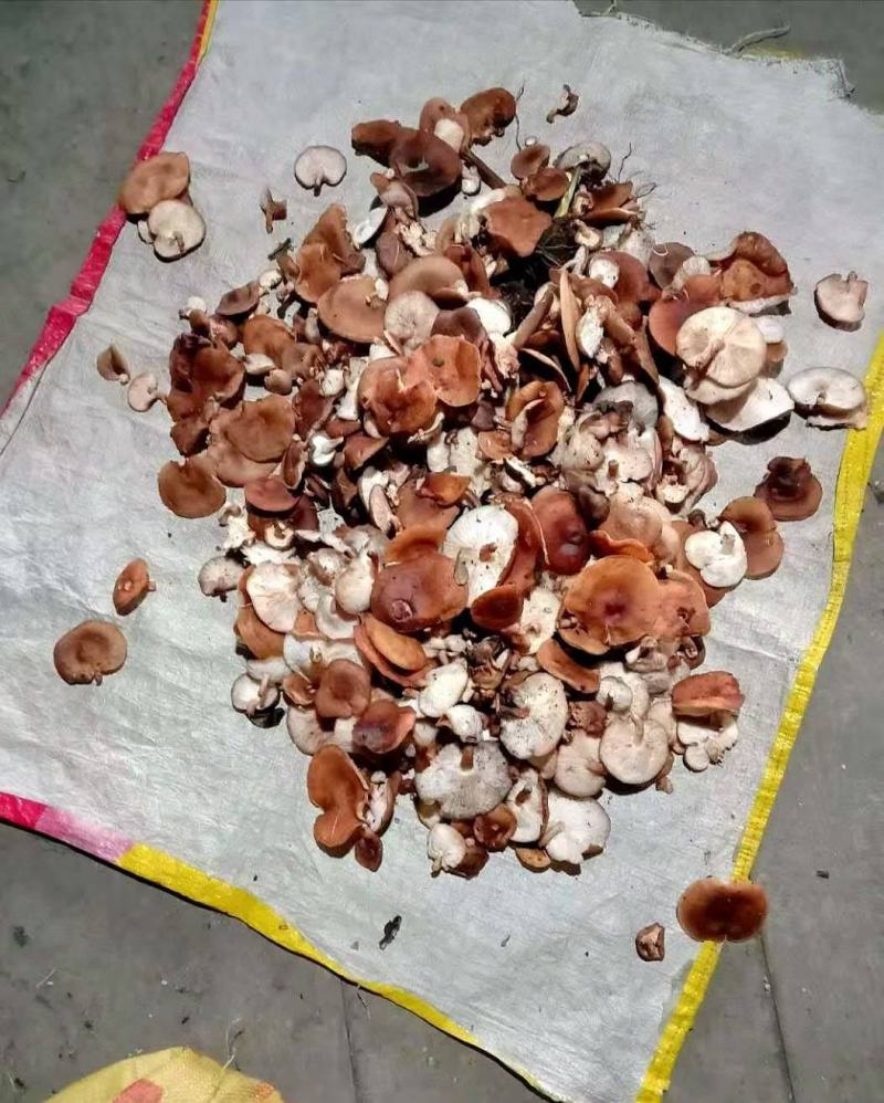 纯正的野生香菇，香，甜，肉嫩…………