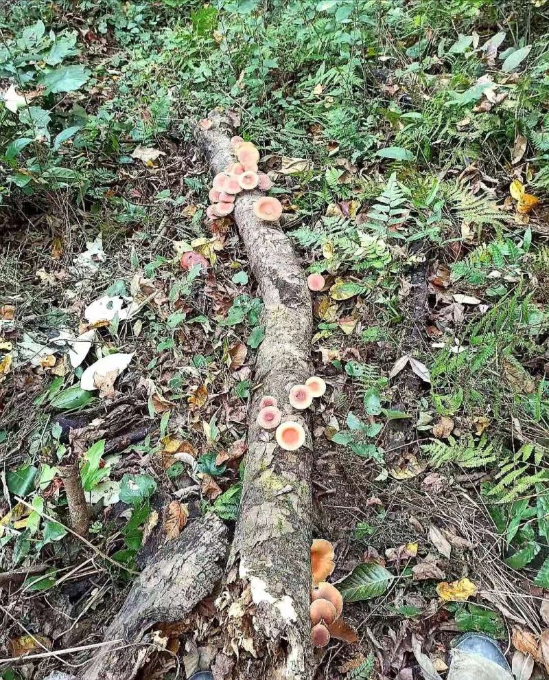纯正的野生香菇，香，甜，肉嫩…………