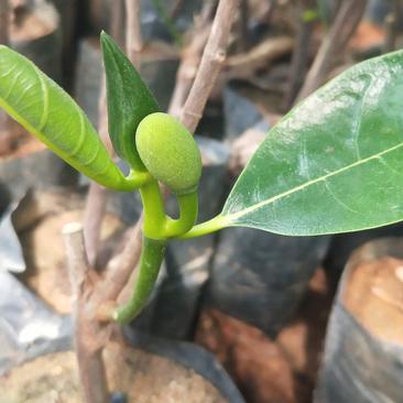 马来西亚一号菠萝蜜四季菠萝蜜泰8菠萝泰国12号红肉菠萝蜜