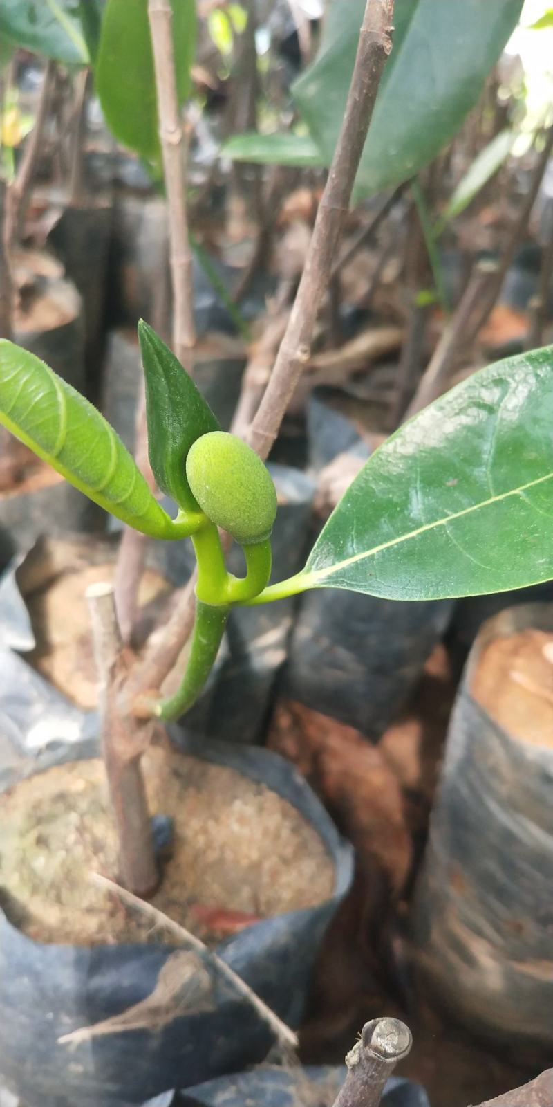 马来西亚一号菠萝蜜四季菠萝蜜泰8菠萝泰国12号红肉菠萝蜜