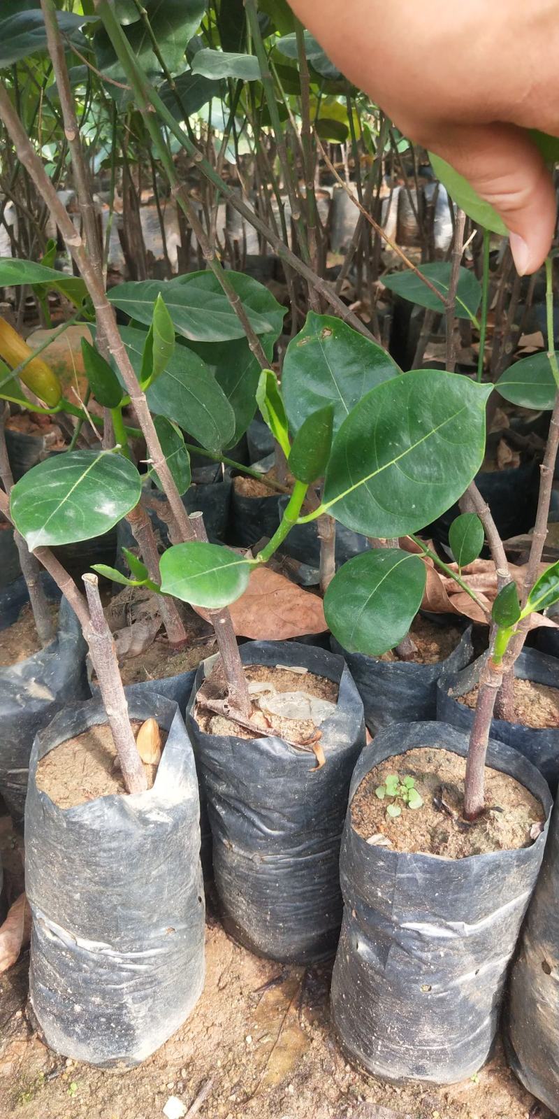 马来西亚一号菠萝蜜四季菠萝蜜泰8菠萝泰国12号红肉菠萝蜜
