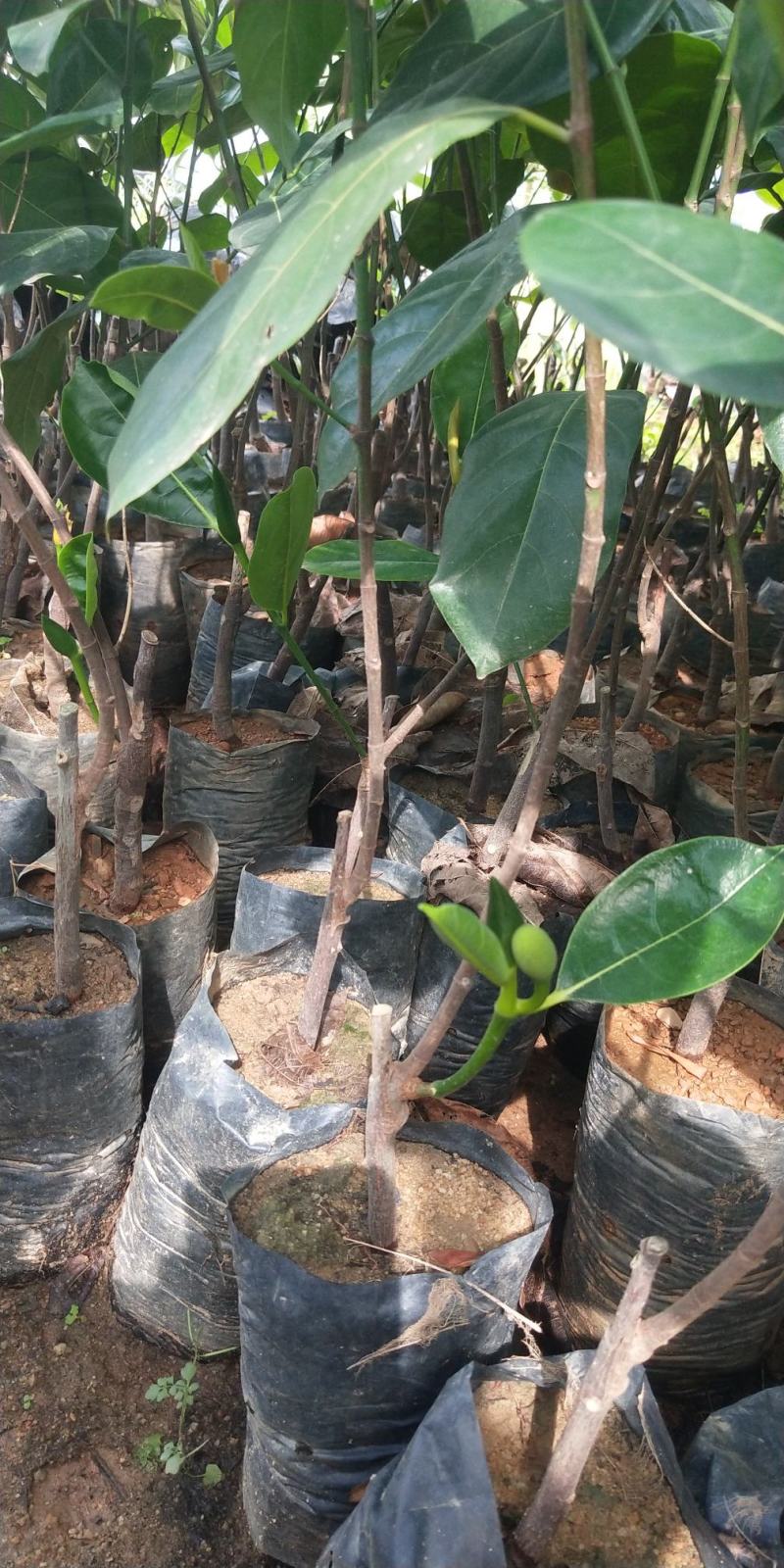 马来西亚一号菠萝蜜四季菠萝蜜泰8菠萝泰国12号红肉菠萝蜜