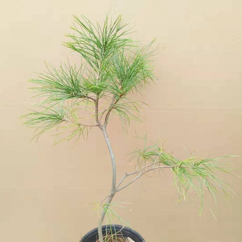 出售华山松种子优质华山种子欢迎选购
