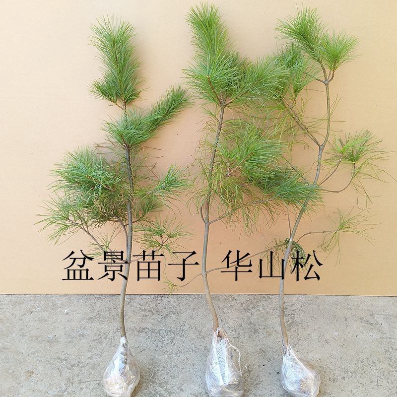出售华山松种子优质华山种子欢迎选购