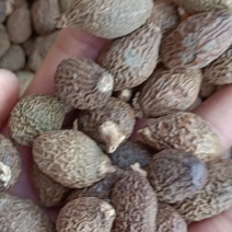 中药材胖大海批发欢迎选购