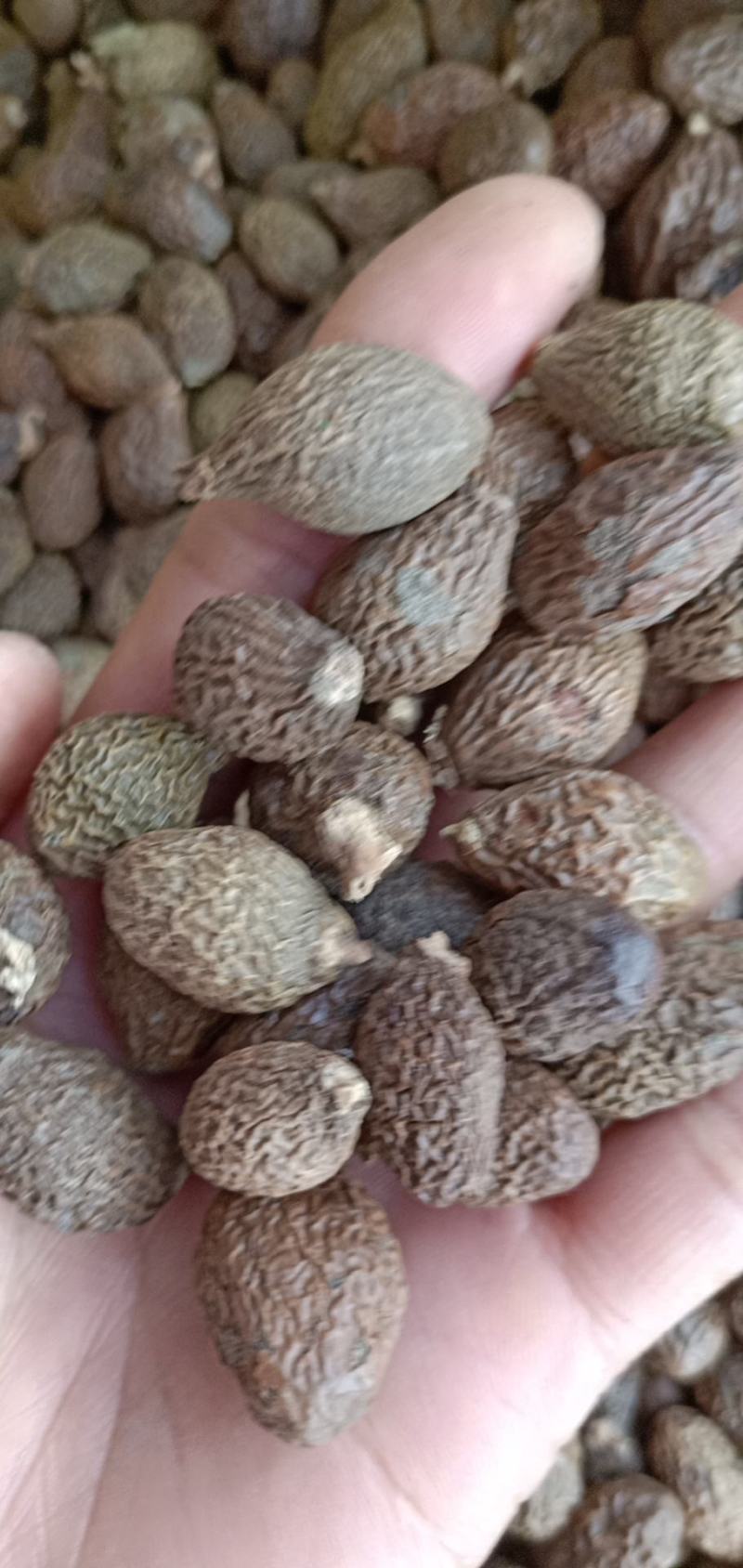 中药材胖大海批发欢迎选购