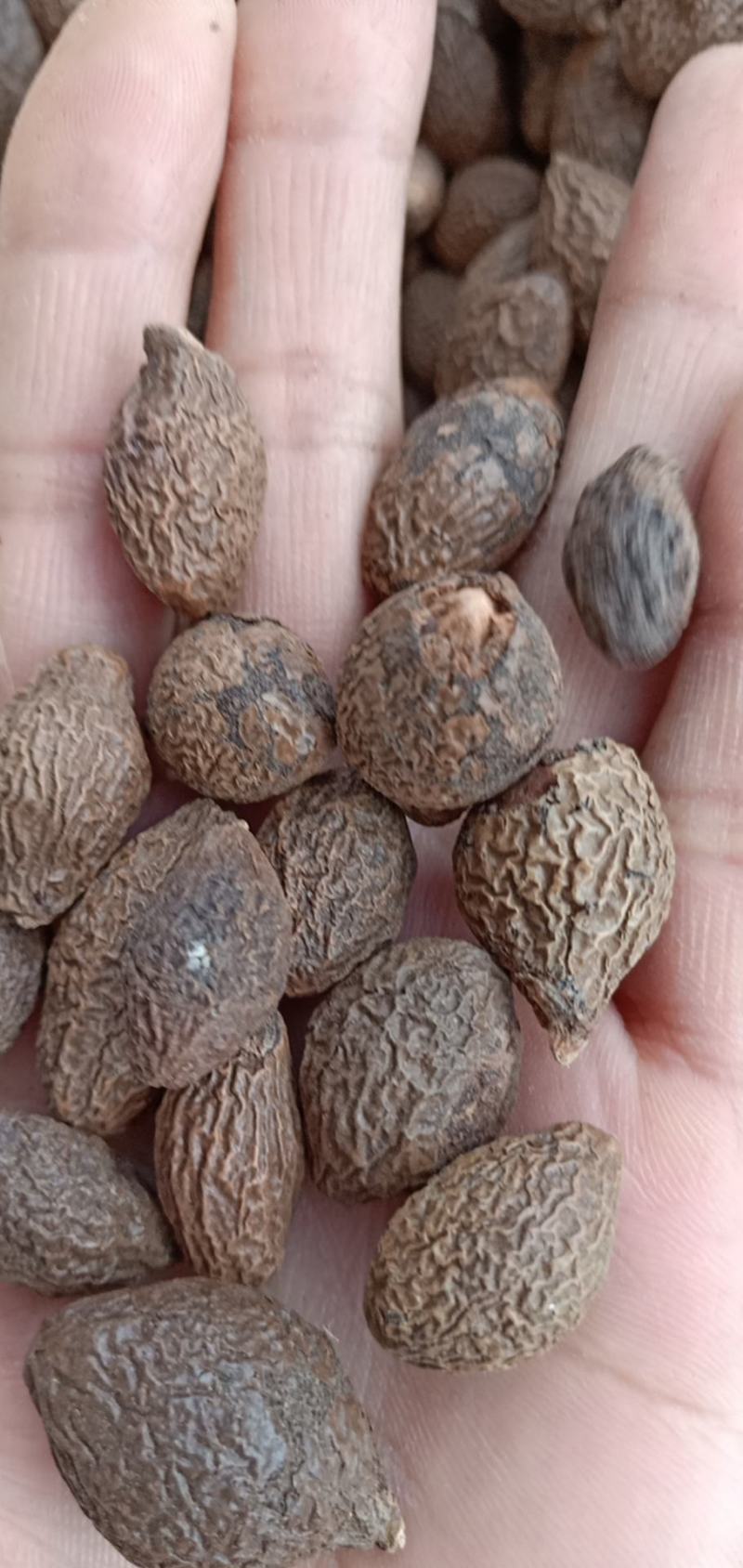 中药材胖大海批发欢迎选购