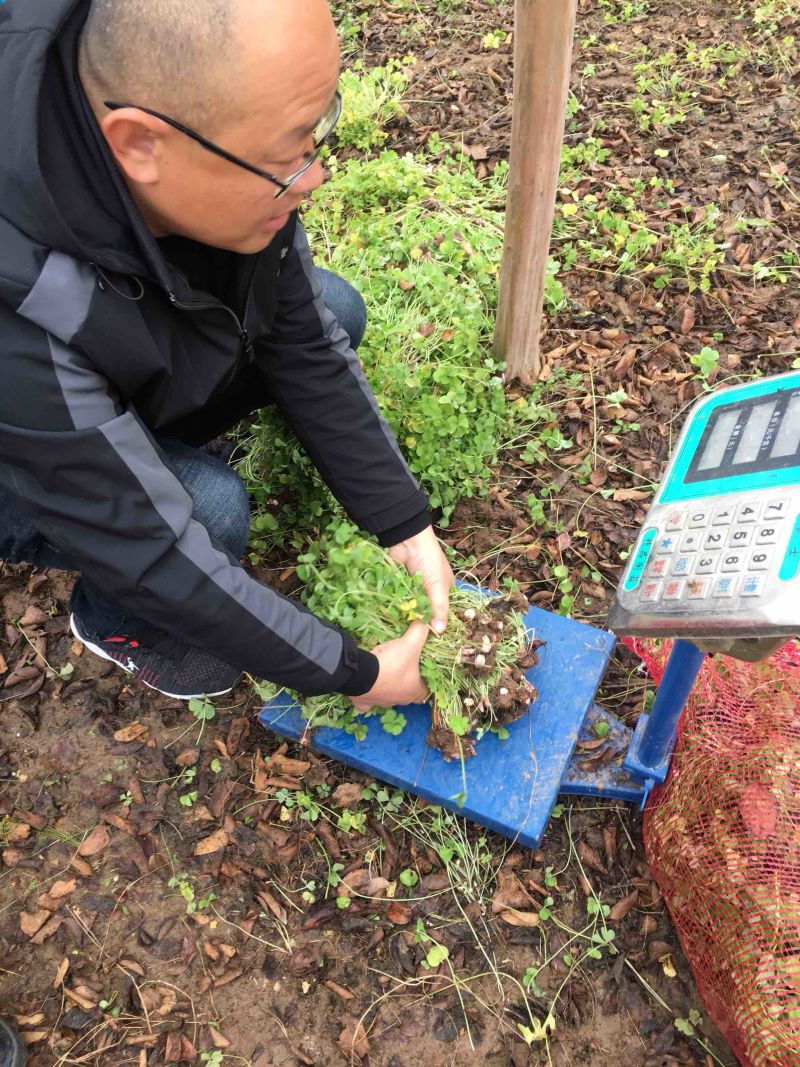 红花酢浆草红花草多年生的苗圃实拍图片现挖现卖