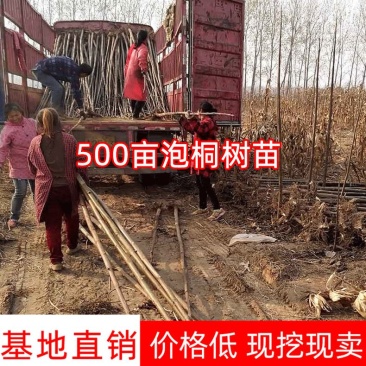 【热销】泡桐树苗规格齐全价格优惠大型基地直供