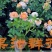 果汁阳台盆栽月季灌木爬藤月季四季特大花苗庭院花卉植物