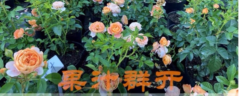 果汁阳台盆栽月季灌木爬藤月季四季特大花苗庭院花卉植物