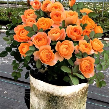 果汁阳台盆栽月季灌木爬藤月季四季特大花苗庭院花卉植物
