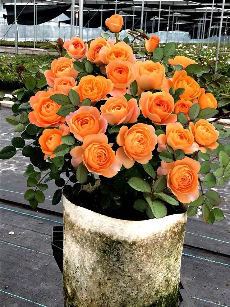 果汁阳台盆栽月季灌木爬藤月季四季特大花苗庭院花卉植物
