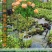 果汁阳台盆栽月季灌木爬藤月季四季特大花苗庭院花卉植物