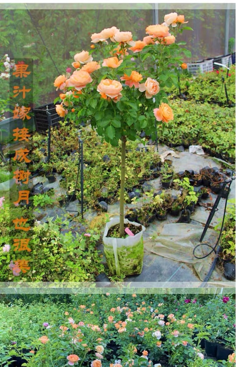 果汁阳台盆栽月季灌木爬藤月季四季特大花苗庭院花卉植物