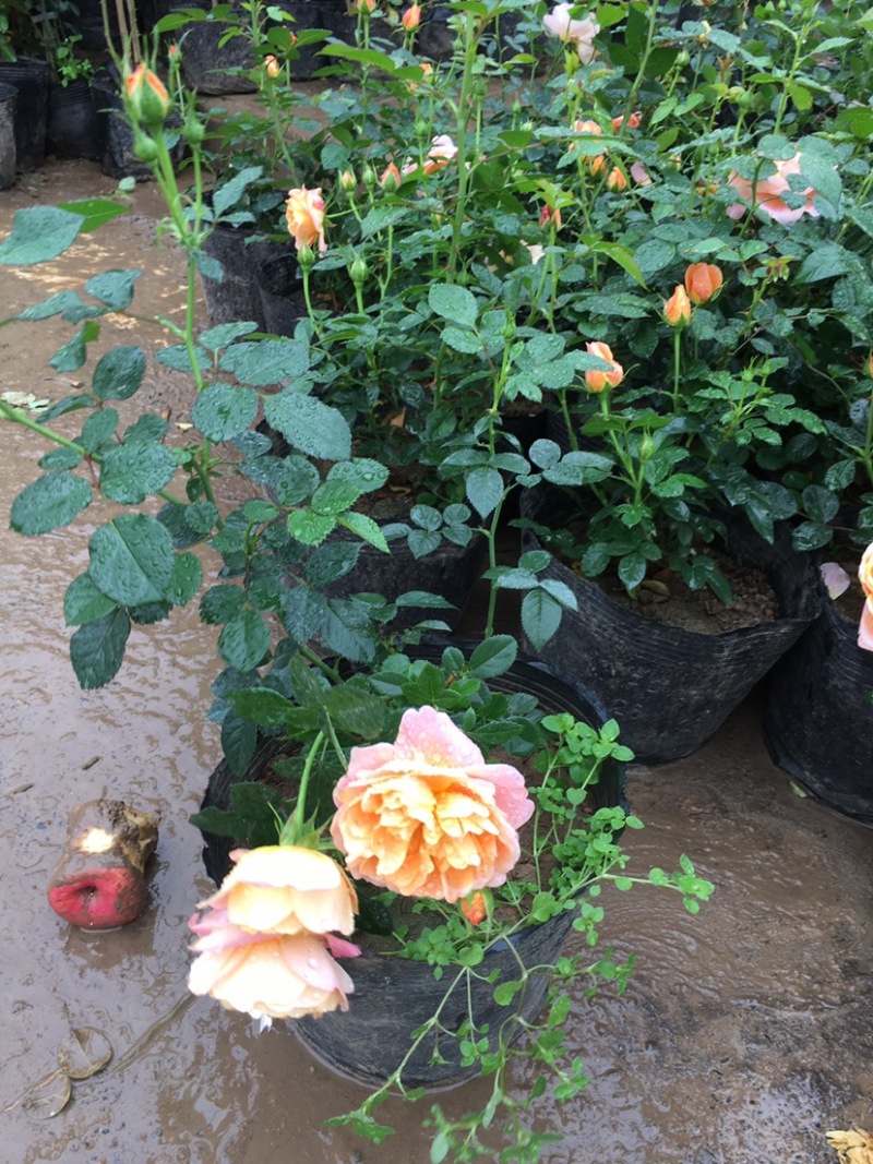 果汁阳台盆栽月季灌木爬藤月季四季特大花苗庭院花卉植物