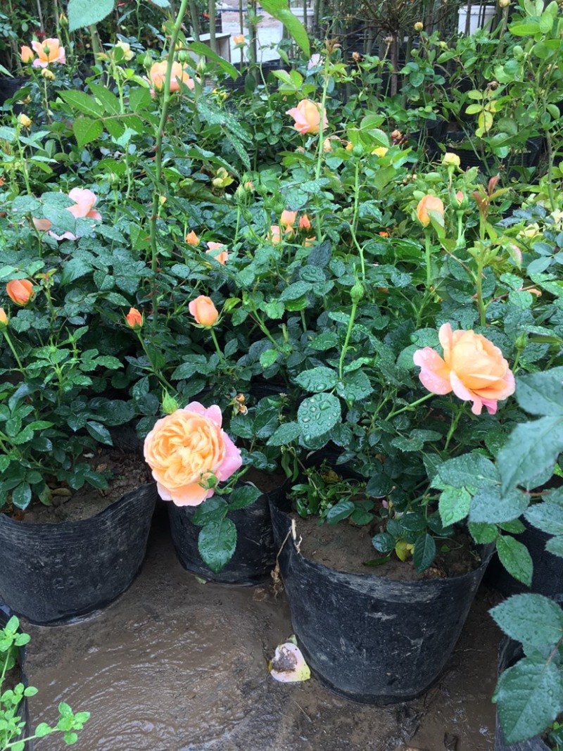 果汁阳台盆栽月季灌木爬藤月季四季特大花苗庭院花卉植物