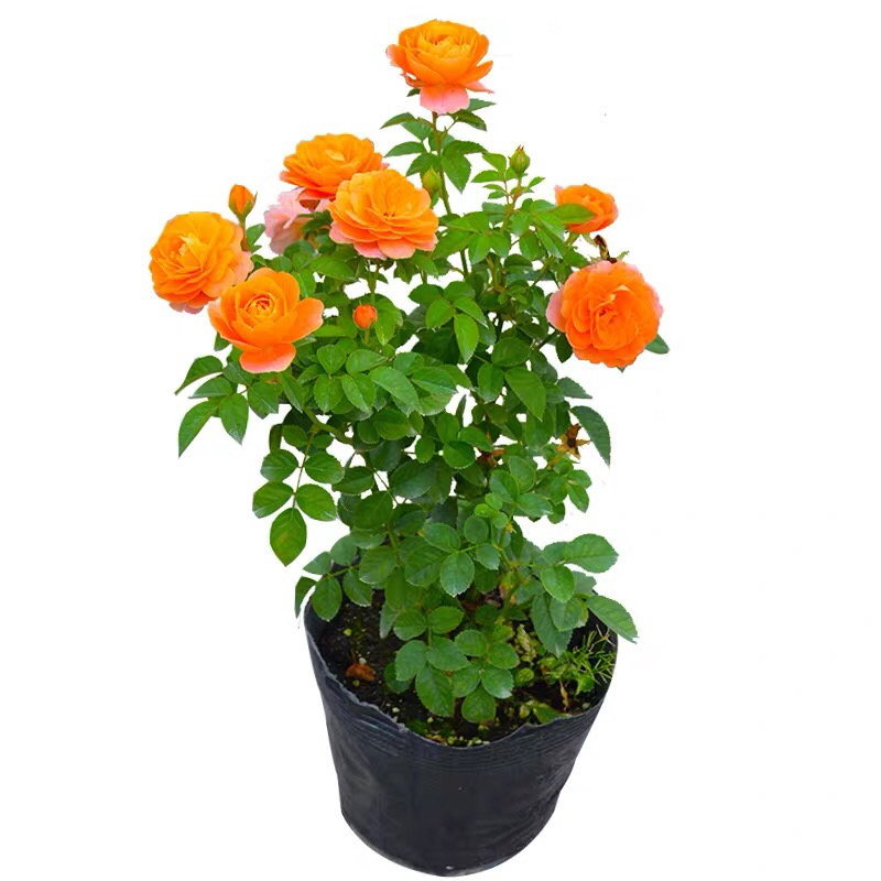 果汁阳台盆栽月季灌木爬藤月季四季特大花苗庭院花卉植物