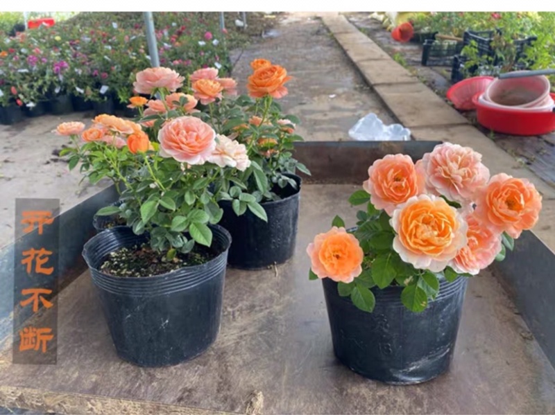 果汁阳台盆栽月季灌木爬藤月季四季特大花苗庭院花卉植物