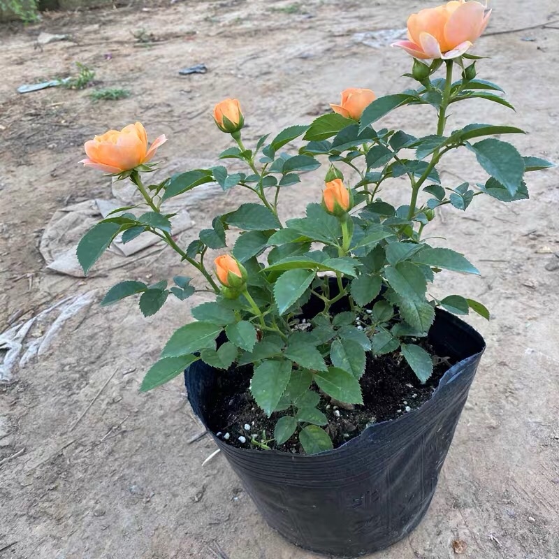 果汁阳台盆栽月季灌木爬藤月季四季特大花苗庭院花卉植物