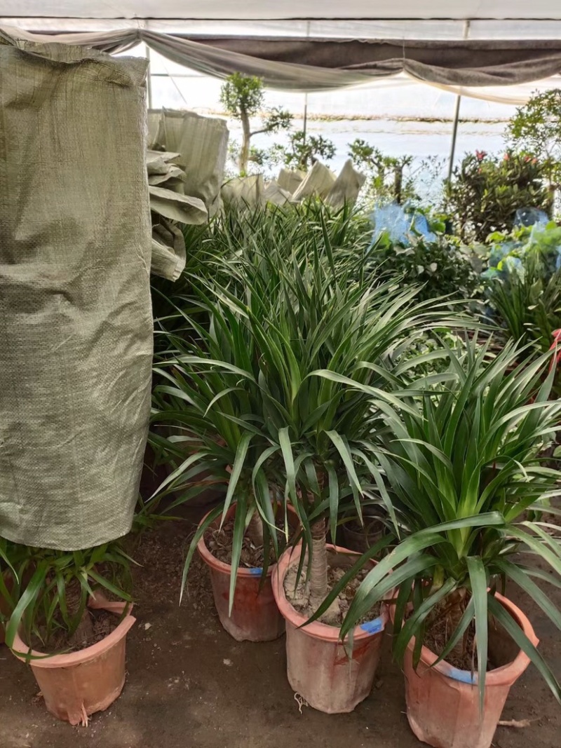 龙须树龙须铁龙须兰龙血树室内客厅大型盆栽绿植花卉净化空气