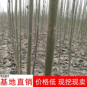 泡桐苗大型泡桐树苗繁育基地规格齐全量大从优