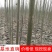 泡桐苗大型泡桐树苗繁育基地规格齐全量大从优