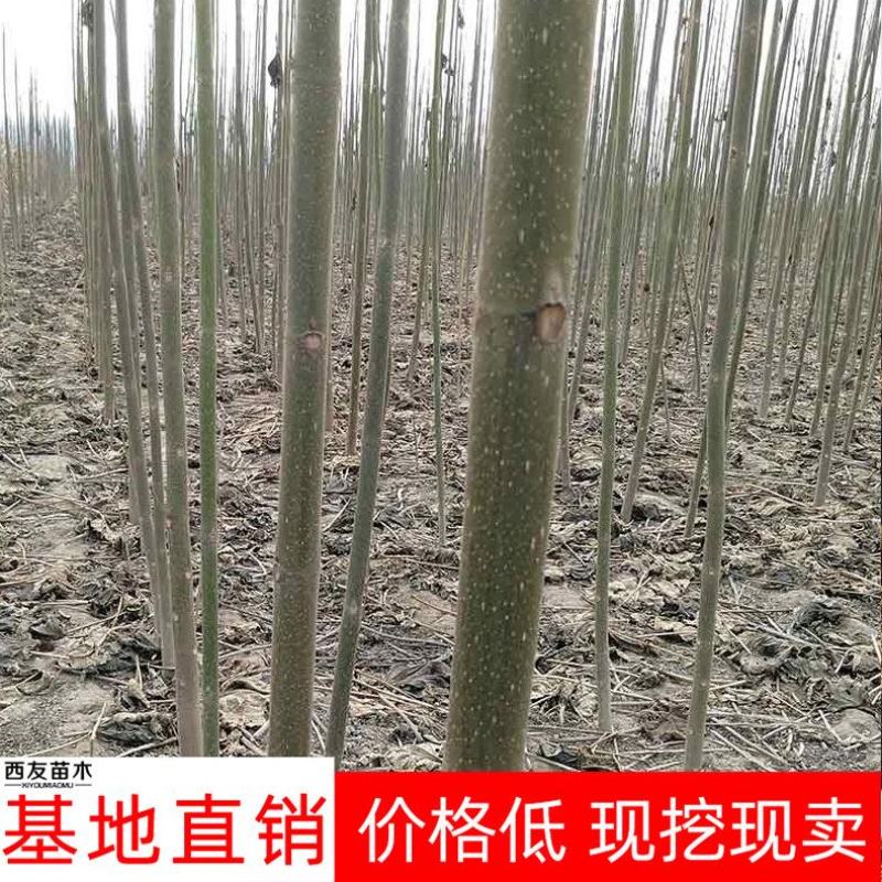 泡桐苗大型泡桐树苗繁育基地规格齐全量大从优