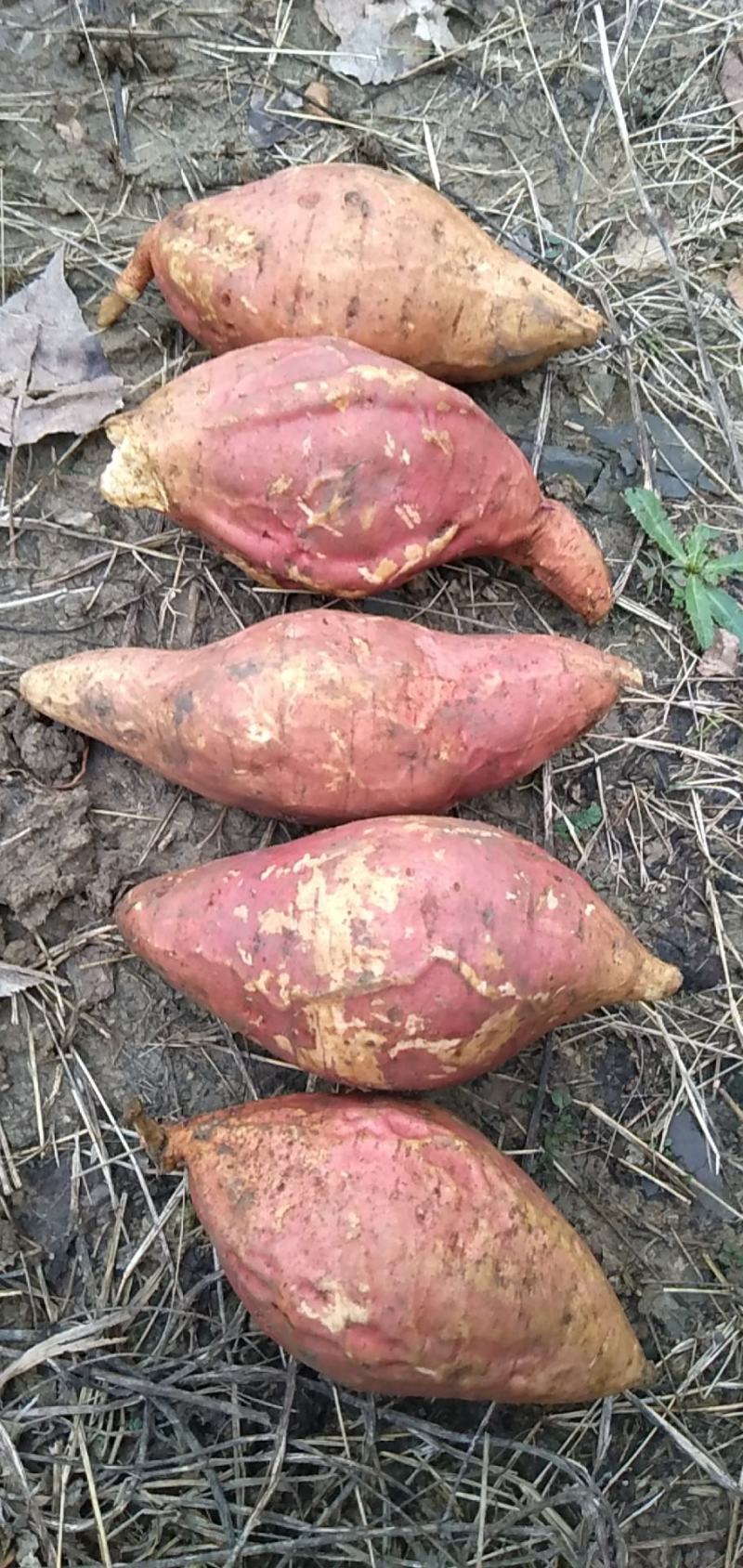 烟薯25大量蜜薯上市