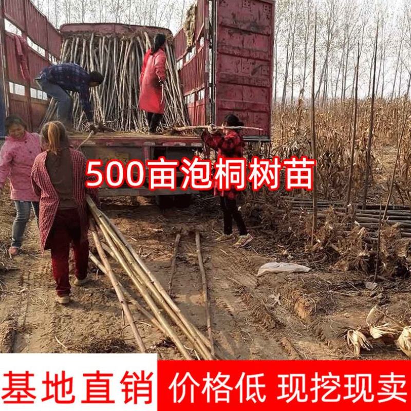 泡桐苗供应2-3-4-5-6公分大量出售