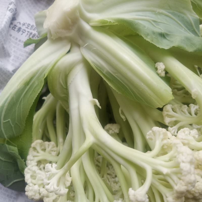 花菜，福建青梗松花菜，一手货源，发往全国各地