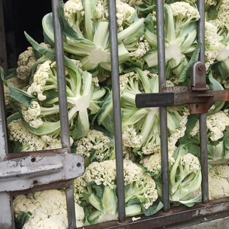花菜，福建青梗松花菜，一手货源，发往全国各地