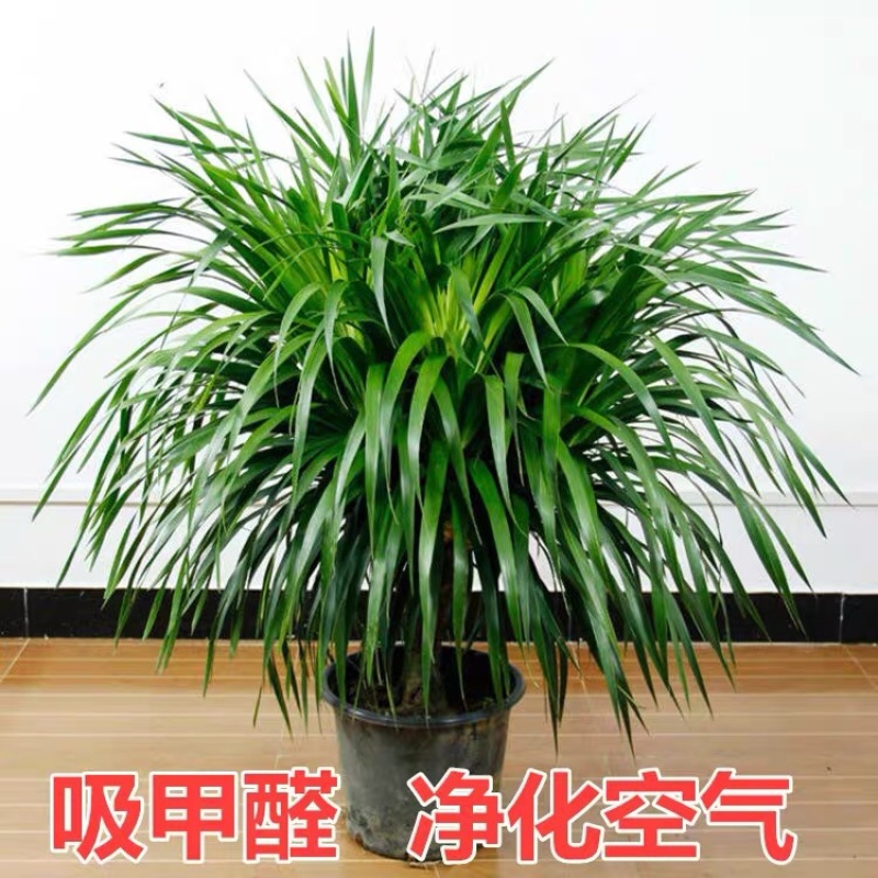 龙须树龙须铁龙须兰龙血树室内客厅大型盆栽绿植花卉净化空气
