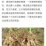 三农40%噻唑膦黄瓜烟草柑橘根结线虫根瘤病线虫药安全不伤