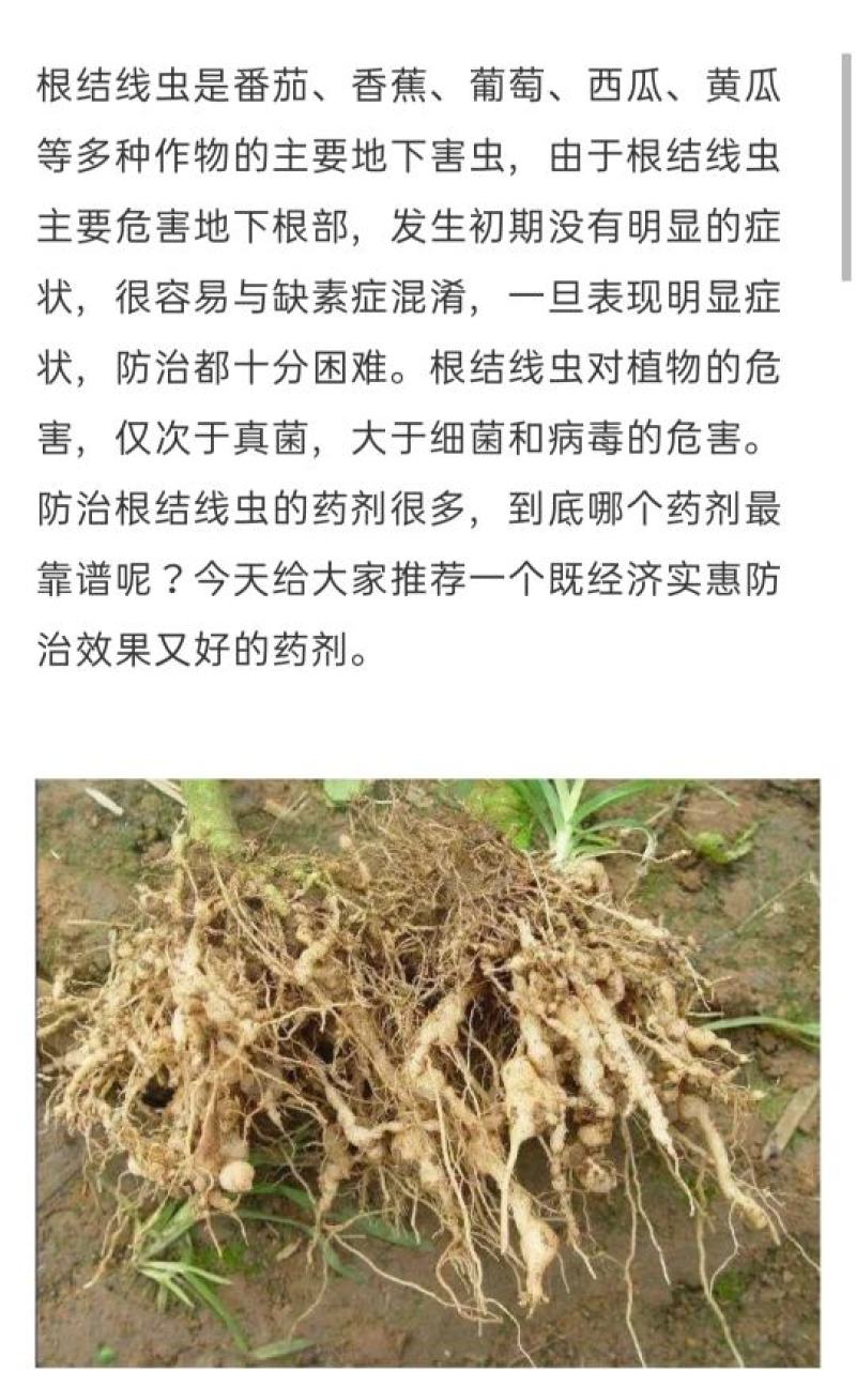 三农40%噻唑膦黄瓜烟草柑橘根结线虫根瘤病线虫药安全不伤