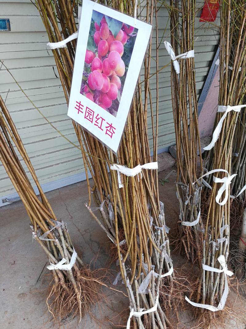 杏树苗凯特，金太阳，等优良品种，品种优质专业育苗