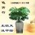 大型观叶植物龟背竹水培大叶室内观叶盆栽绿植净化空气