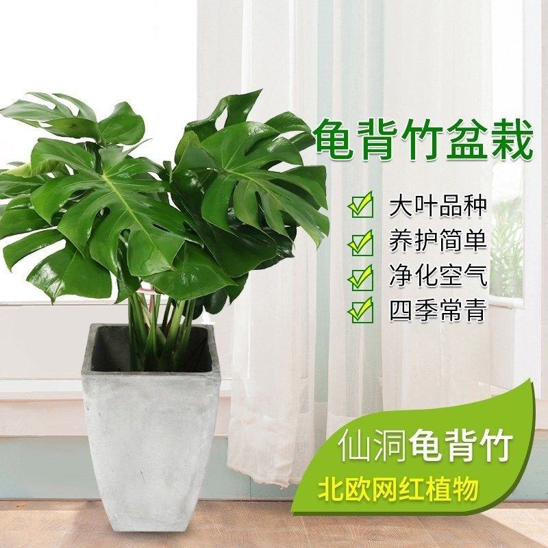 大型观叶植物龟背竹水培大叶室内观叶盆栽绿植净化空气