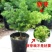 生肖猴蓬莱松盆栽客厅猴年室内植物盆景耐寒植物四季常青金钱