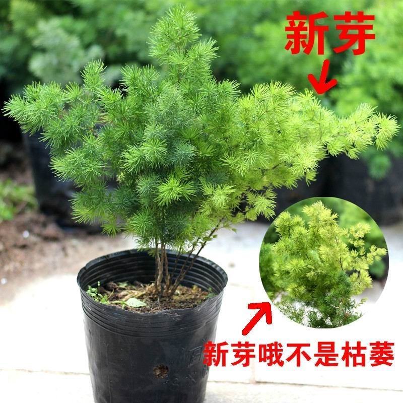 生肖猴蓬莱松盆栽客厅猴年室内植物盆景耐寒植物四季常青金钱