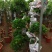 开业盆栽植物大型发财树金钱榕摇钱树办公室客厅招财树绿植